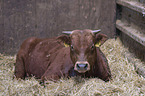 Limousin Cattle
