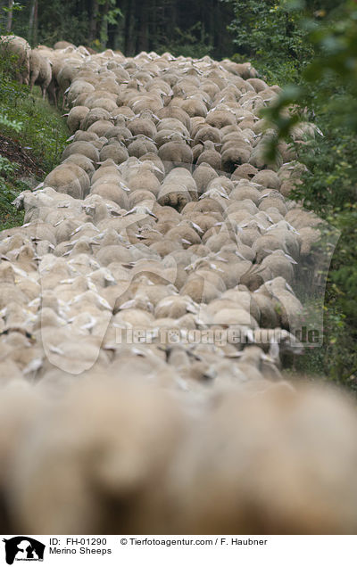 Merino Sheeps / FH-01290