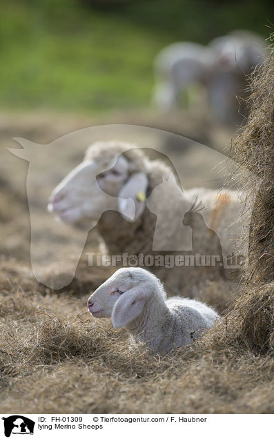lying Merino Sheeps / FH-01309