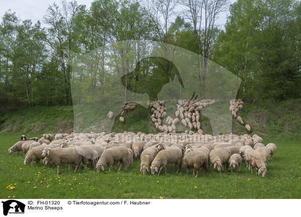 Merino Sheeps / FH-01320
