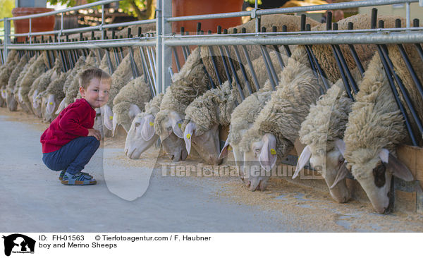 boy and Merino Sheeps / FH-01563
