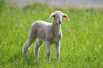 young Merino Sheep