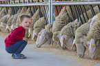 boy and Merino Sheeps