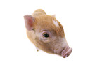 micro pig