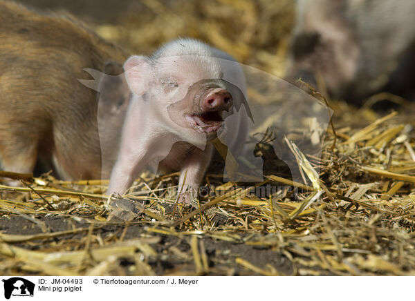 Minischwein Ferkel / Mini pig piglet / JM-04493