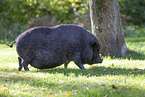 mini pot-bellied pig