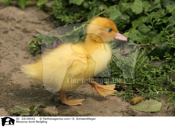 Muscovy duck fledgling / SS-08442