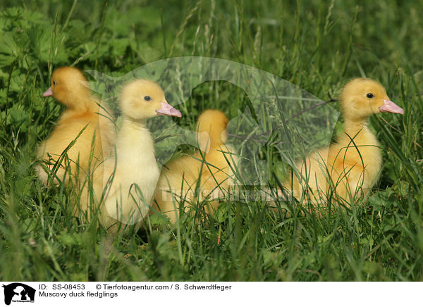 Muscovy duck fledglings / SS-08453