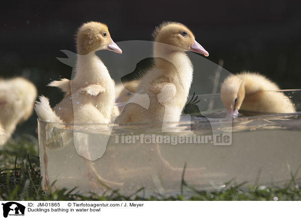 Ducklings bathing in water bowl / JM-01865