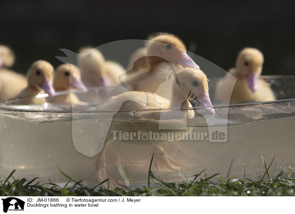 Ducklings bathing in water bowl / JM-01866