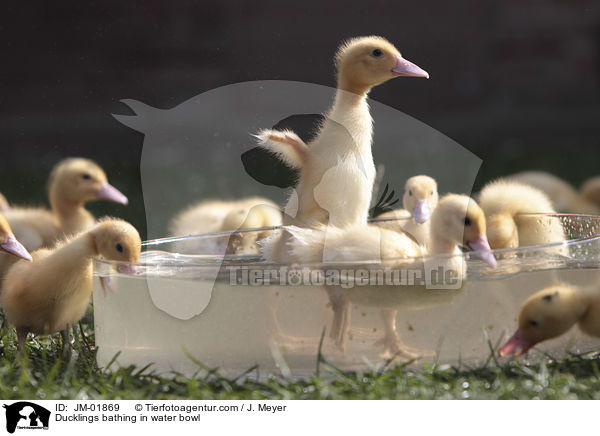 Ducklings bathing in water bowl / JM-01869