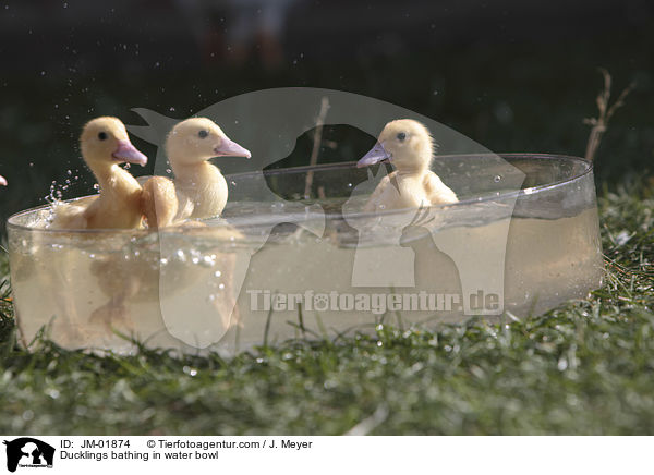 Ducklings bathing in water bowl / JM-01874