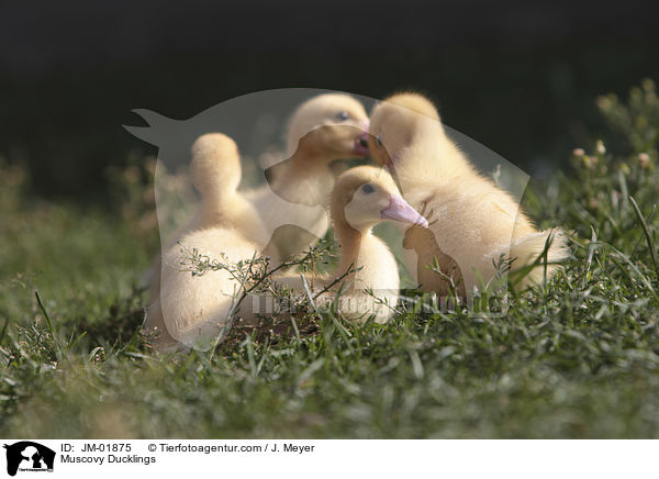 Muscovy Ducklings / JM-01875