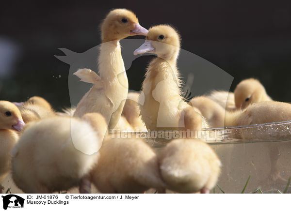 Muscovy Ducklings / JM-01876