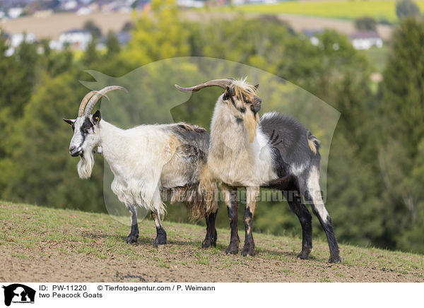 two Peacock Goats / PW-11220