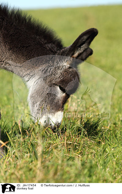 donkey foal / JH-17454