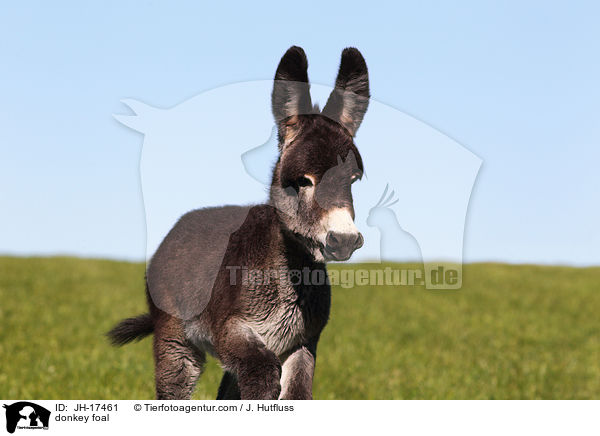 donkey foal / JH-17461