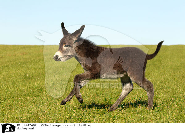 donkey foal / JH-17462