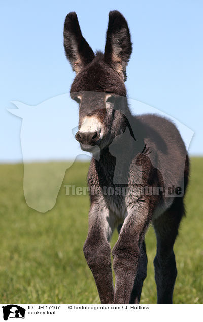 donkey foal / JH-17467
