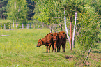 polish red cattle