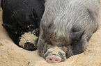 pot-bellied pigs