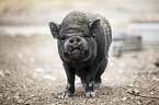 standing Pot-bellied Pig