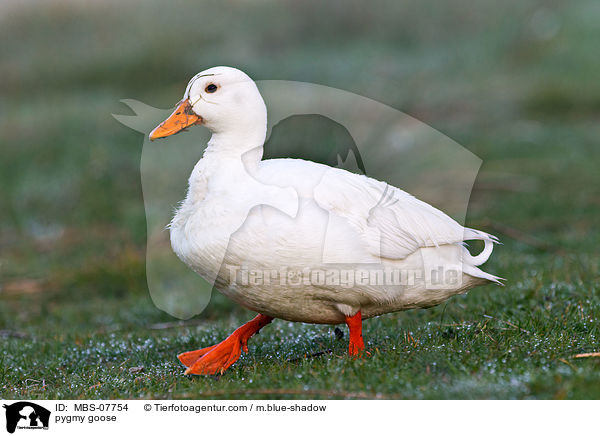 pygmy goose / MBS-07754