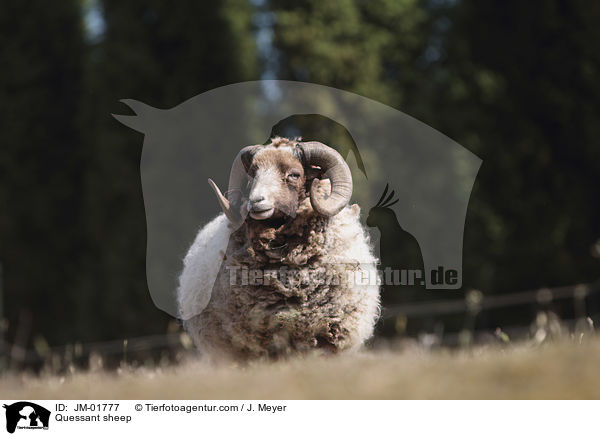Quessant sheep / JM-01777