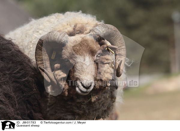Quessant sheep / JM-01783