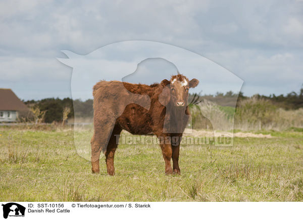 Danish Red Cattle / SST-10156