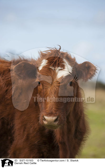 Danish Red Cattle / SST-10163