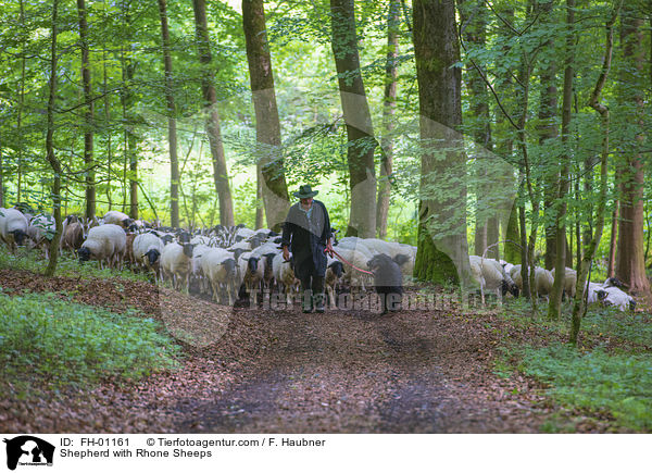 Shepherd with Rhone Sheeps / FH-01161