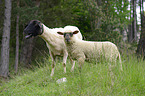 standing Rhn Sheeps