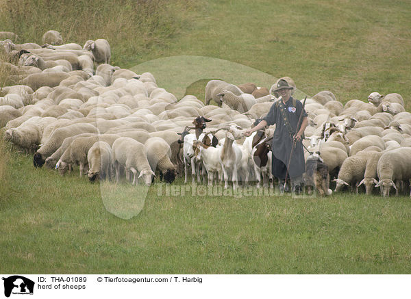 herd of sheeps / THA-01089