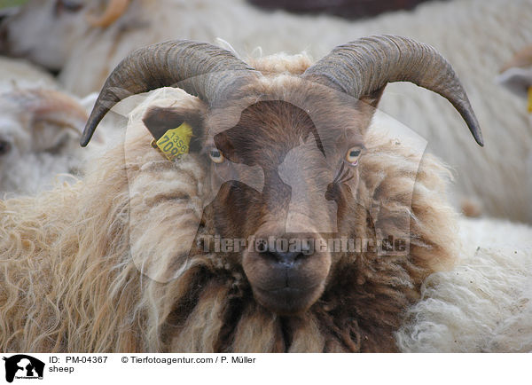 sheep / PM-04367