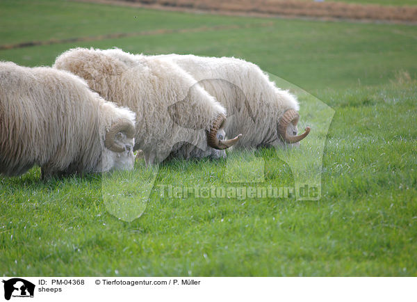sheeps / PM-04368