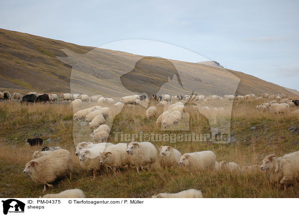 sheeps / PM-04375