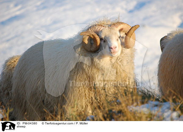 sheep / PM-04380