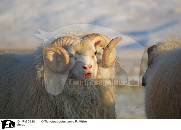 sheep / PM-04381