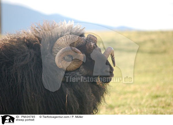 sheep portrait / PM-04785