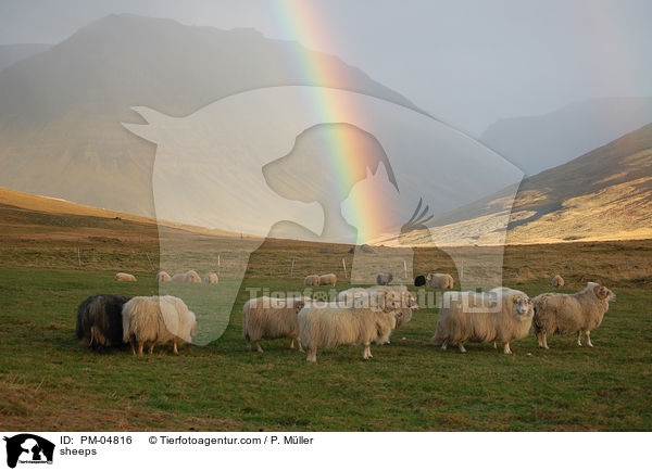 sheeps / PM-04816