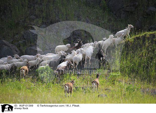sheep flock / WJP-01389