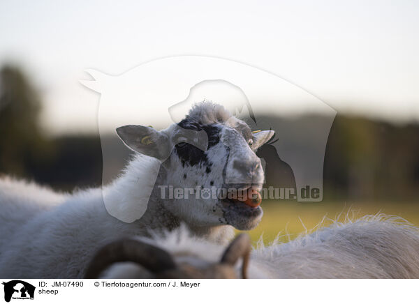 Hausschaf / sheep / JM-07490