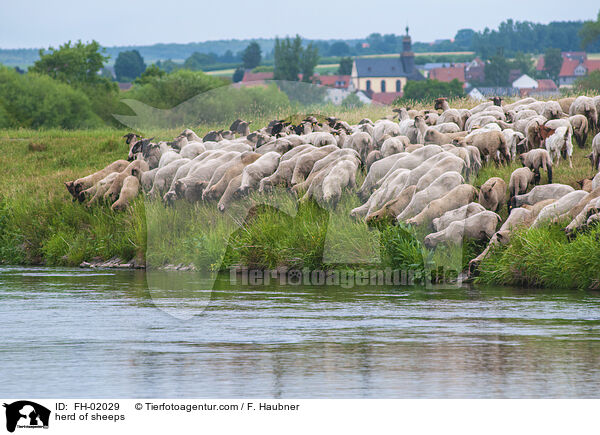 herd of sheeps / FH-02029