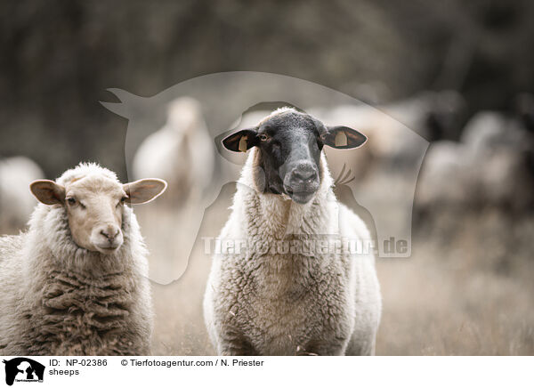 sheeps / NP-02386