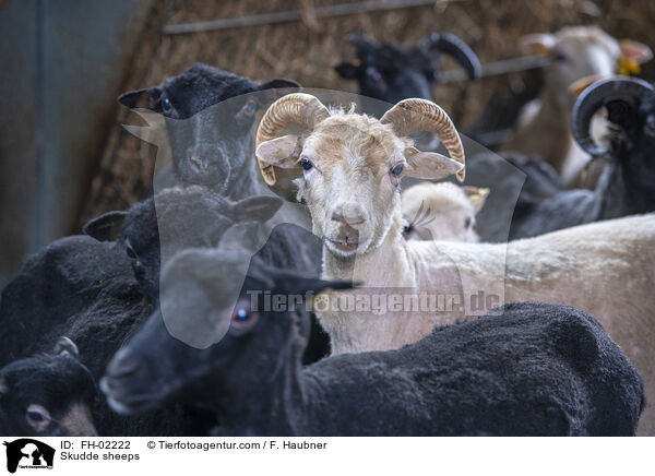 Skudde sheeps / FH-02222