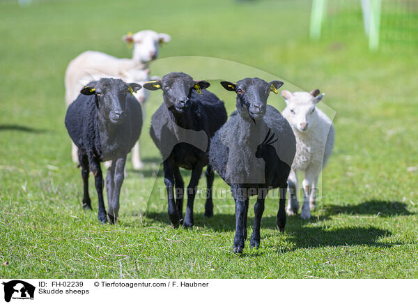 Skudde sheeps / FH-02239