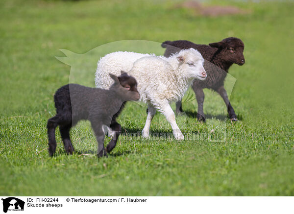 Skudde sheeps / FH-02244