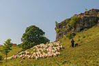 Shepherd with flock of Sheep