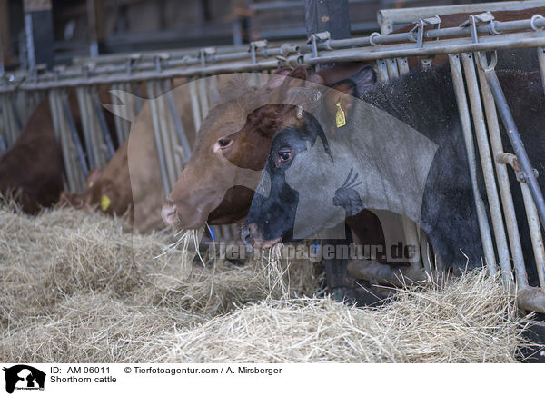 Shorthorn cattle / AM-06011